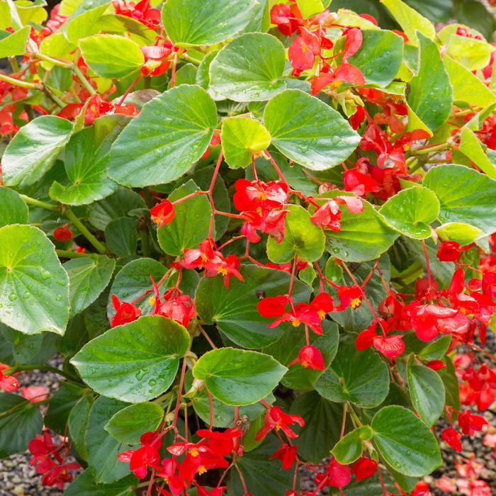 Whopper® 'Red with Green Leaf' - Begonia x benariensis from Tidal Roots Garden Center Whopper® 'Red with Green Leaf' - Begonia x benariensis from Tidal Roots Garden Center