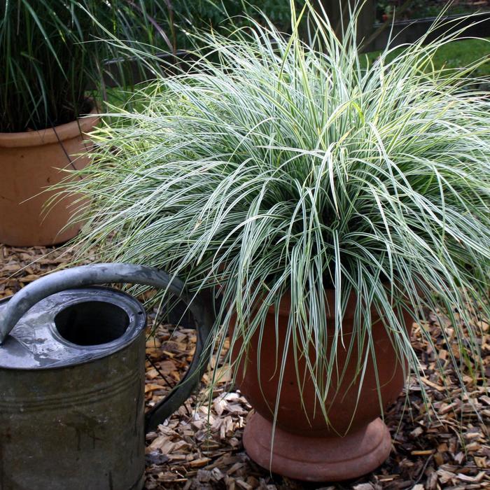 EverColor® 'Everest' - Carex oshimensis (Variegated Sedge) from Tidal Roots Garden Center