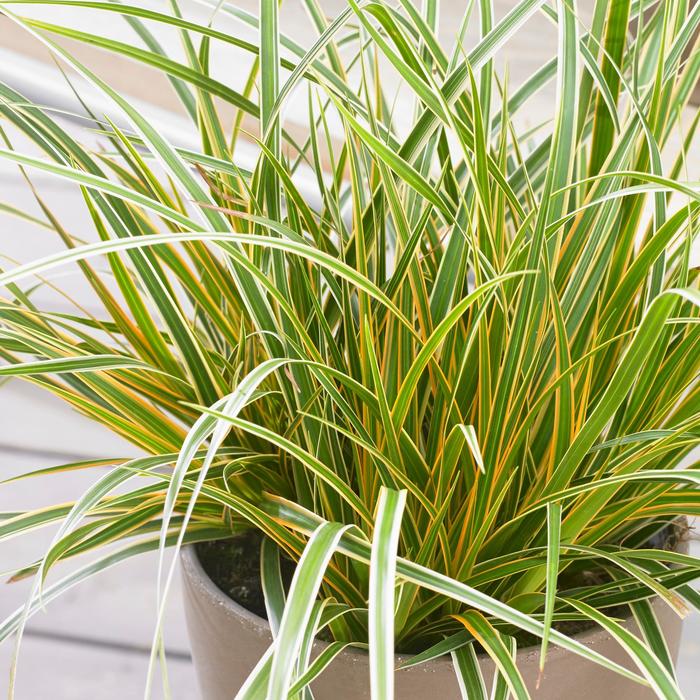 EverColor® 'Everglow' - Carex oshimensis (Sedge) from Tidal Roots Garden Center