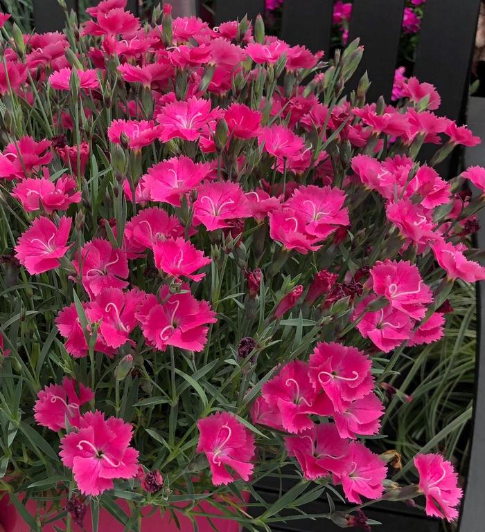 Vivid™ 'Bright Light' - Dianthus (Pinks) from Tidal Roots Garden Center