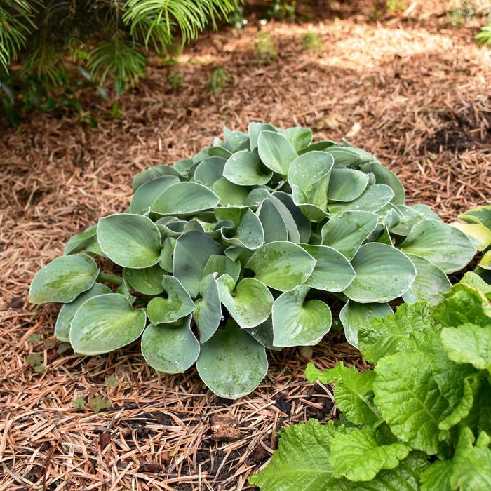 'Blue Mouse Ears' Hosta, Plantain Lily - Hosta from Tidal Roots Garden Center 'Blue Mouse Ears' Hosta, Plantain Lily - Hosta from Tidal Roots Garden Center