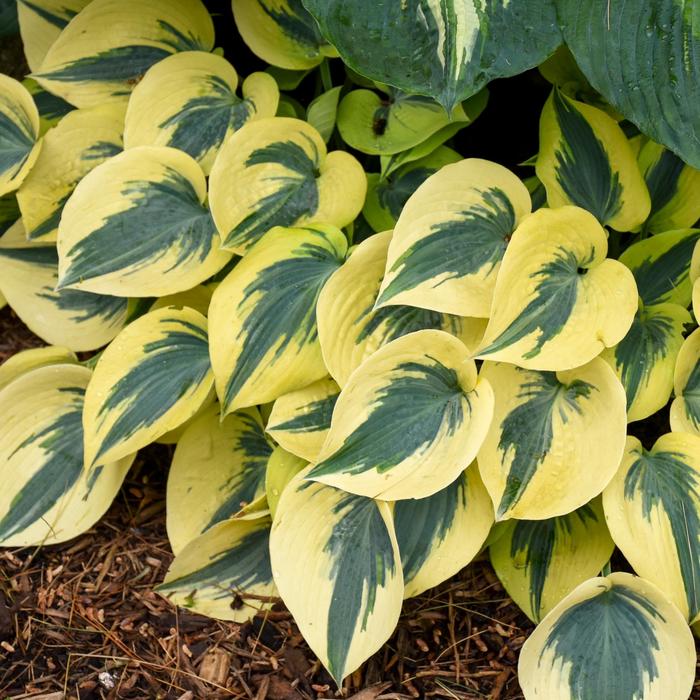 Shadowland® 'Autumn Frost' - Hosta (Hosta, Plantain Lily) from Tidal Roots Garden Center Shadowland® 'Autumn Frost' - Hosta (Hosta, Plantain Lily) from Tidal Roots Garden Center