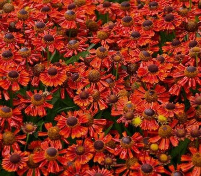 Mariachi™ 'Salsa' - Helenium autumnale (Helen's Flower) from Tidal Roots Garden Center Mariachi™ 'Salsa' - Helenium autumnale (Helen's Flower) from Tidal Roots Garden Center