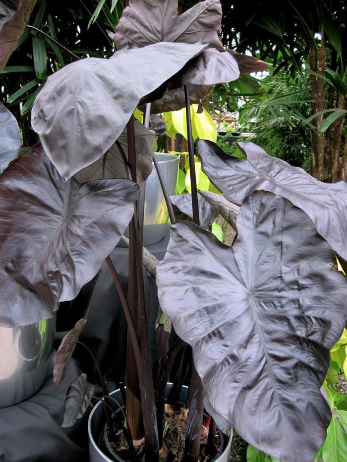 Royal Hawaiian® 'Black Coral' - Colocasia esculenta (Elephant's Ear) from Tidal Roots Garden Center Royal Hawaiian® 'Black Coral' - Colocasia esculenta (Elephant's Ear) from Tidal Roots Garden Center