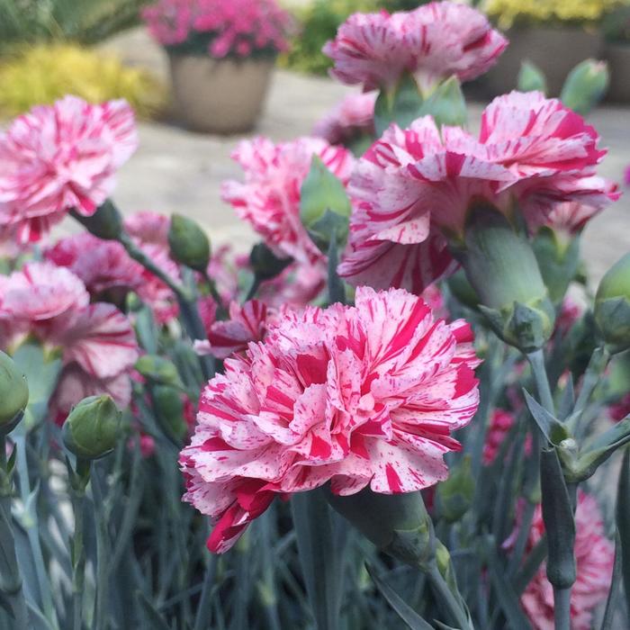 Devon Cottage™ 'Pinball Wizard' - Dianthus (Border Carnation) from Tidal Roots Garden Center Devon Cottage™ 'Pinball Wizard' - Dianthus (Border Carnation) from Tidal Roots Garden Center