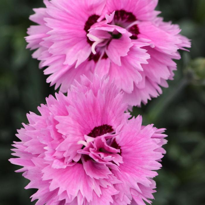 Star Double™ 'Pop Star' - Dianthus (Pinks, Carnation) from Tidal Roots Garden Center Star Double™ 'Pop Star' - Dianthus (Pinks, Carnation) from Tidal Roots Garden Center