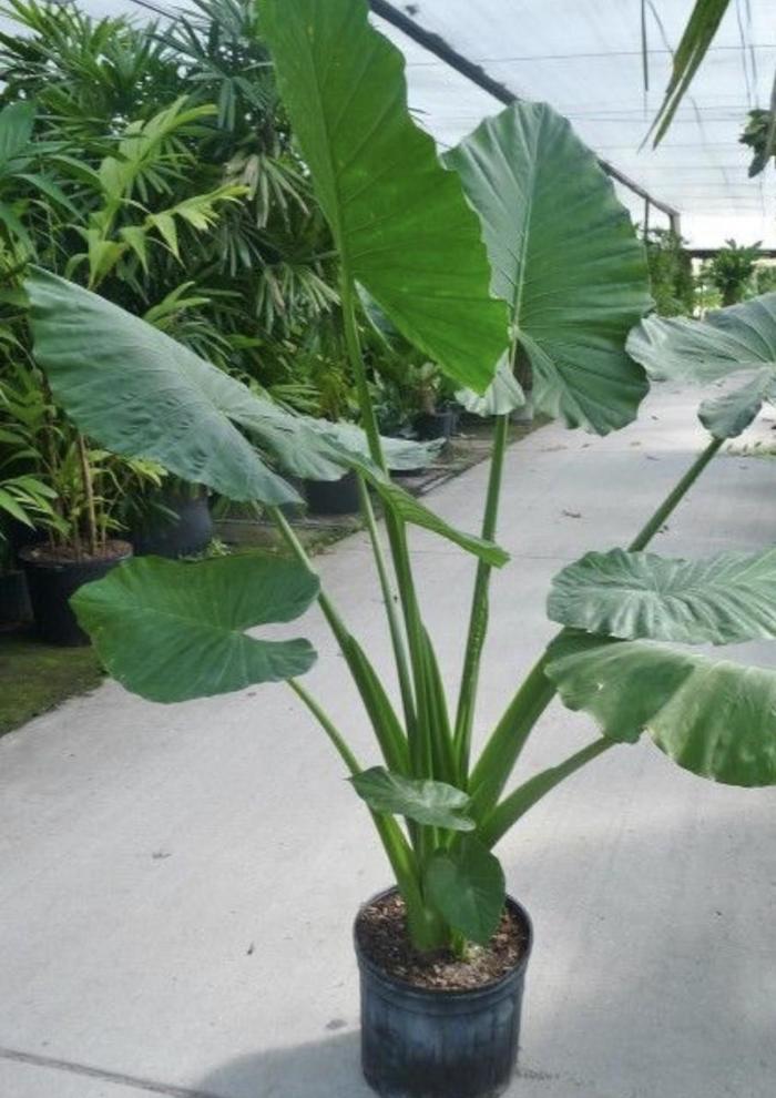 'Borneo Giant' Elephant's Ear - Alocasia macrorrhiza from Tidal Roots Garden Center 'Borneo Giant' Elephant's Ear - Alocasia macrorrhiza from Tidal Roots Garden Center