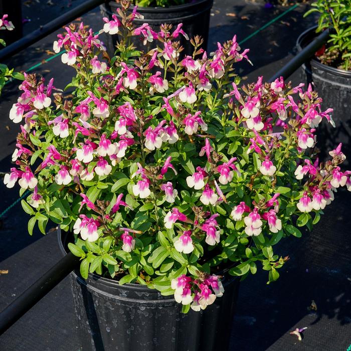 Mirage™ 'Rose Bicolor' - Salvia greggii (Sage) from Tidal Roots Garden Center Mirage™ 'Rose Bicolor' - Salvia greggii (Sage) from Tidal Roots Garden Center