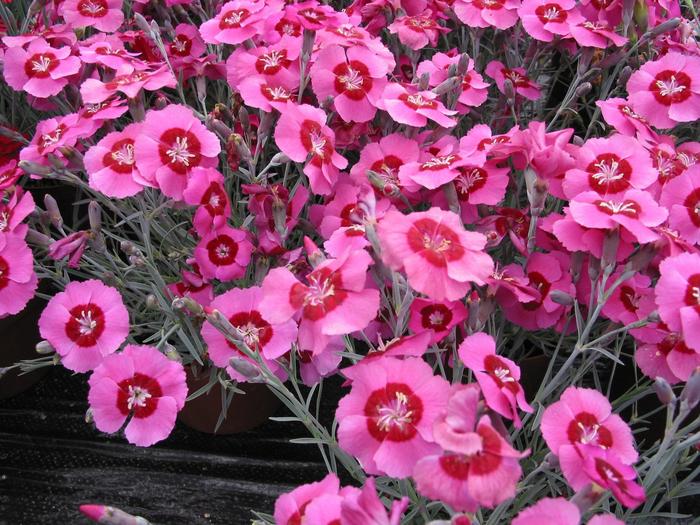 Star Single™ 'Peppermint Star' - Dianthus (Pinks) from Tidal Roots Garden Center Star Single™ 'Peppermint Star' - Dianthus (Pinks) from Tidal Roots Garden Center