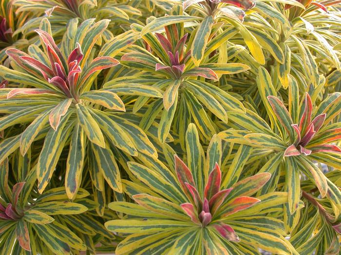 Sahara™ 'Ascot Rainbow' - Euphorbia x martinii (Spurge) from Tidal Roots Garden Center Sahara™ 'Ascot Rainbow' - Euphorbia x martinii (Spurge) from Tidal Roots Garden Center