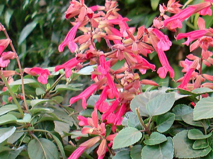 'Wendy's Wish' Sage - Salvia from Tidal Roots Garden Center