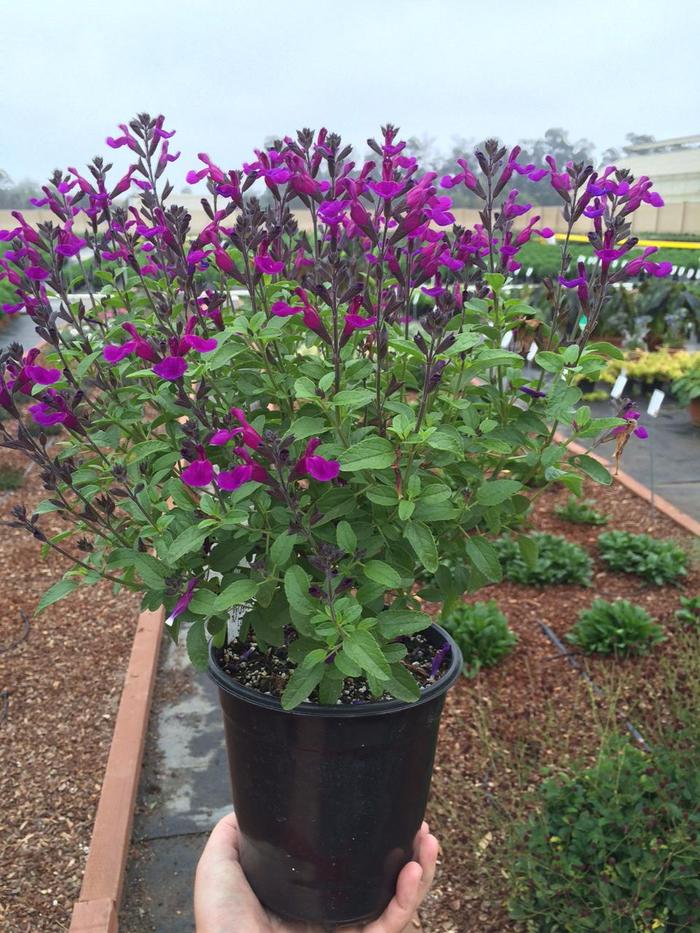 VIBE® 'Ignition Purple' - Salvia x jamensis from Tidal Roots Garden Center VIBE® 'Ignition Purple' - Salvia x jamensis from Tidal Roots Garden Center
