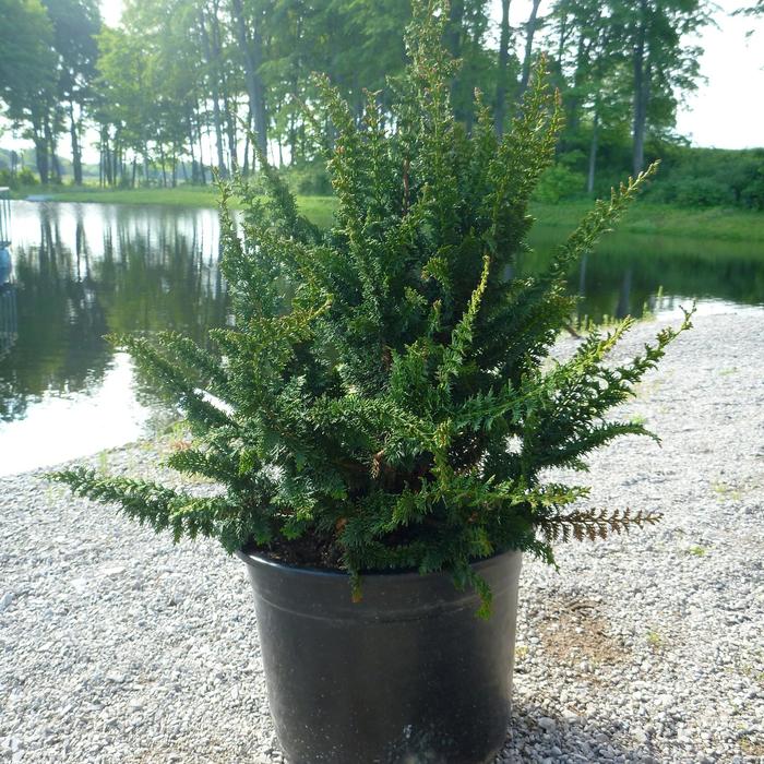 'Filicoides' Hinoki Cypress - Chamaecyparis obtusa from Tidal Roots Garden Center 'Filicoides' Hinoki Cypress - Chamaecyparis obtusa from Tidal Roots Garden Center