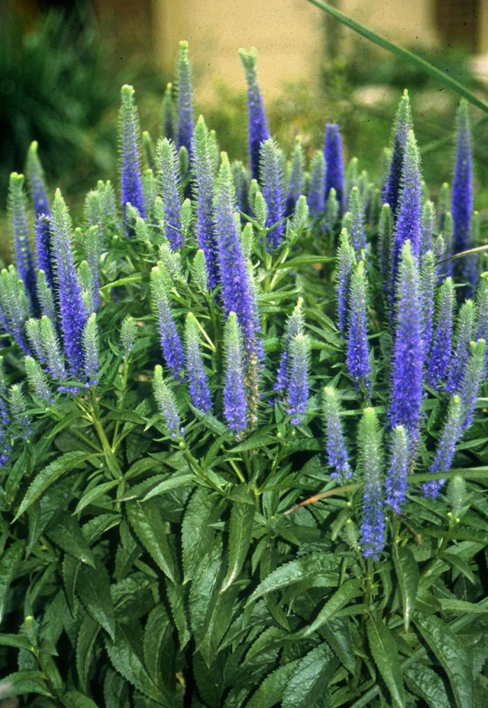 'Royal Candles' Speedwell - Veronica spicata from Tidal Roots Garden Center 'Royal Candles' Speedwell - Veronica spicata from Tidal Roots Garden Center