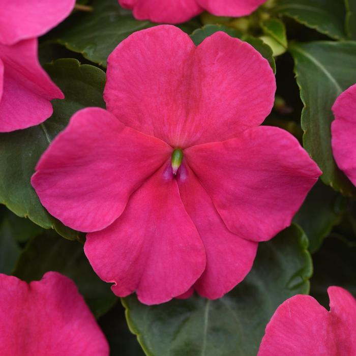 Beacon™ 'Rose' - Impatiens walleriana from Tidal Roots Garden Center Beacon™ 'Rose' - Impatiens walleriana from Tidal Roots Garden Center