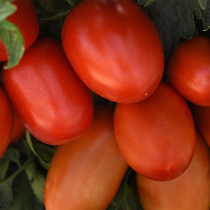 'Bellatrix' Tomato - Lycopersicon esculentum from Tidal Roots Garden Center 'Bellatrix' Tomato - Lycopersicon esculentum from Tidal Roots Garden Center