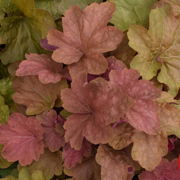 'Big Top Caramel Apple' Coral Bells - Heuchera villosa from Tidal Roots Garden Center