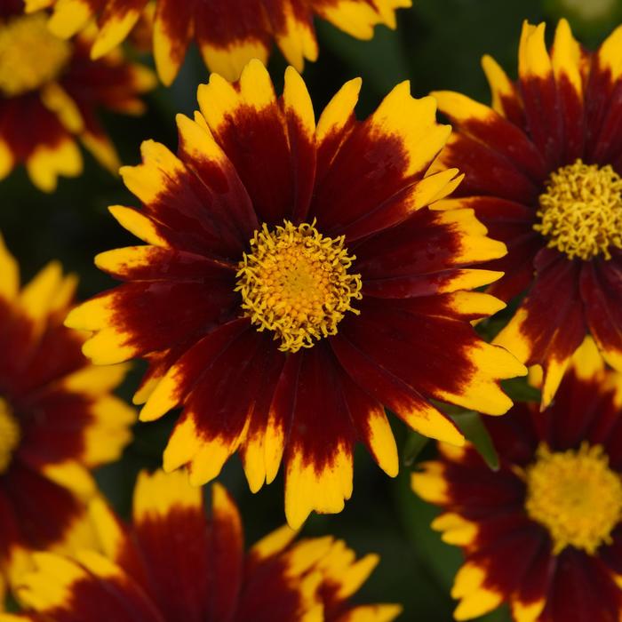 UpTick™ Red - Coreopsis (Tickseed) from Tidal Roots Garden Center UpTick™ Red - Coreopsis (Tickseed) from Tidal Roots Garden Center