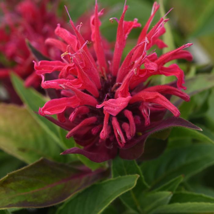 BeeMine™ 'Red' - Monarda didyma (Bee Balm) from Tidal Roots Garden Center BeeMine™ 'Red' - Monarda didyma (Bee Balm) from Tidal Roots Garden Center
