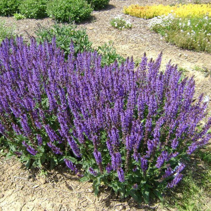 'Blue by You' Meadow Sage - Salvia nemorosa from Tidal Roots Garden Center