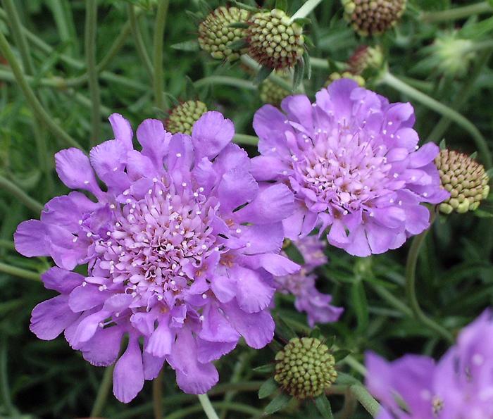 'Butterfly Blue' Pincushion Flower - Scabiosa columbaria from Tidal Roots Garden Center 'Butterfly Blue' Pincushion Flower - Scabiosa columbaria from Tidal Roots Garden Center