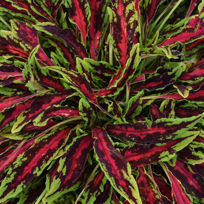 MicroBlaze™ 'Spitfire' - Coleus scutellarioides from Tidal Roots Garden Center MicroBlaze™ 'Spitfire' - Coleus scutellarioides from Tidal Roots Garden Center