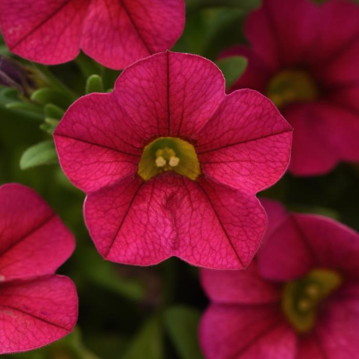 Conga™ Cherry - Calibrachoa (Million Bells) from Tidal Roots Garden Center Conga™ Cherry - Calibrachoa (Million Bells) from Tidal Roots Garden Center