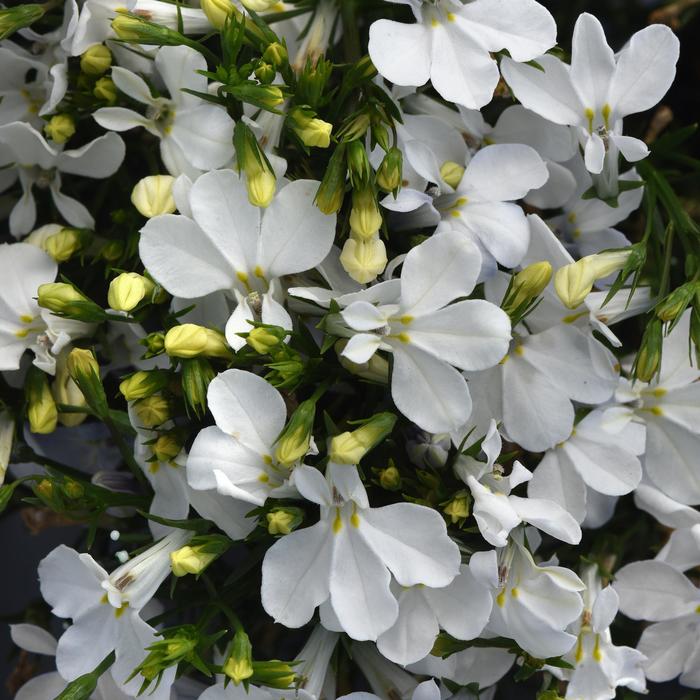 Magadi™ 'Compact White Improved' - Lobelia erinus from Tidal Roots Garden Center Magadi™ 'Compact White Improved' - Lobelia erinus from Tidal Roots Garden Center