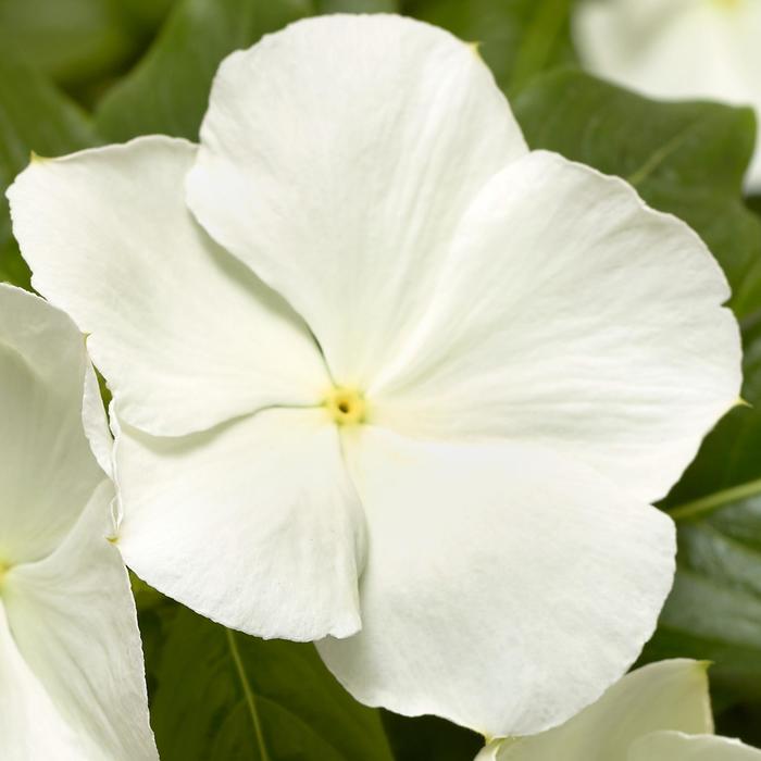 Cora® XDR White - Catharanthus roseus (Annual Vinca; Periwinkle) from Tidal Roots Garden Center Cora® XDR White - Catharanthus roseus (Annual Vinca; Periwinkle) from Tidal Roots Garden Center