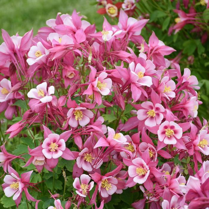 Kirigami™ 'Rose & Pink' - Aquilegia caerulea (Columbine) from Tidal Roots Garden Center