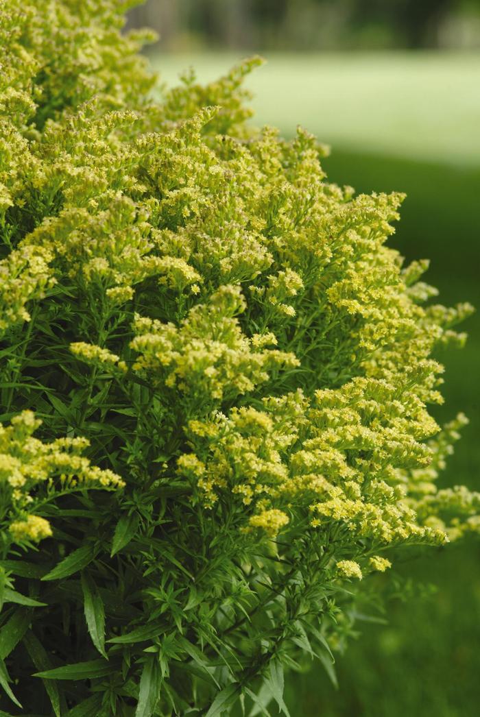 'Little Lemon' Goldenrod - Solidago from Tidal Roots Garden Center 'Little Lemon' Goldenrod - Solidago from Tidal Roots Garden Center