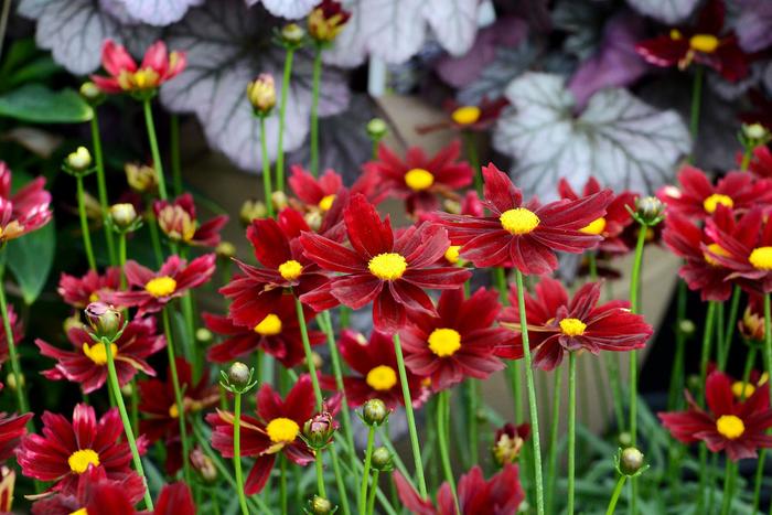 L'il Bang™ 'Red Elf' - Coreopsis (Tickseed) from Tidal Roots Garden Center L'il Bang™ 'Red Elf' - Coreopsis (Tickseed) from Tidal Roots Garden Center