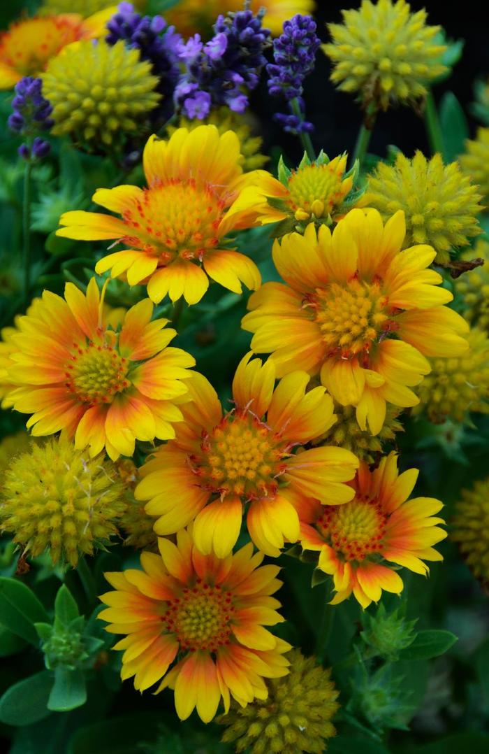 'Arizona Apricot' Blanket Flower - Gaillardia aristata from Tidal Roots Garden Center 'Arizona Apricot' Blanket Flower - Gaillardia aristata from Tidal Roots Garden Center
