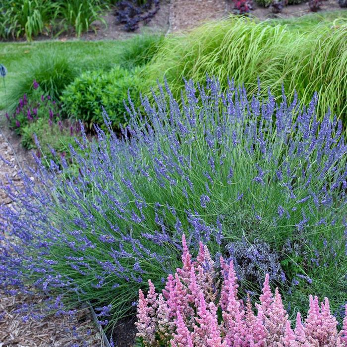 'Phenomenal' Lavender - Lavandula x intermedia from Tidal Roots Garden Center 'Phenomenal' Lavender - Lavandula x intermedia from Tidal Roots Garden Center