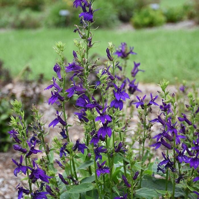 Lobelia - Lobelia x speciosa from Tidal Roots Garden Center Lobelia - Lobelia x speciosa from Tidal Roots Garden Center