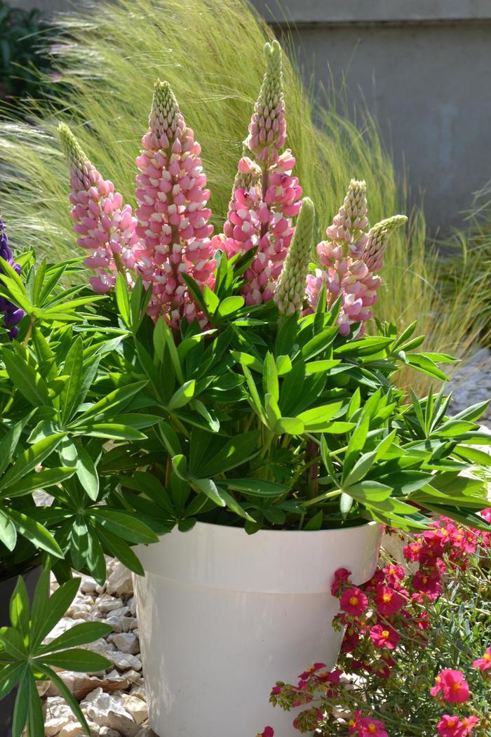 Mini Gallery™ 'Pink Bicolor' - Lupinus polyphyllus () from Tidal Roots Garden Center Mini Gallery™ 'Pink Bicolor' - Lupinus polyphyllus () from Tidal Roots Garden Center