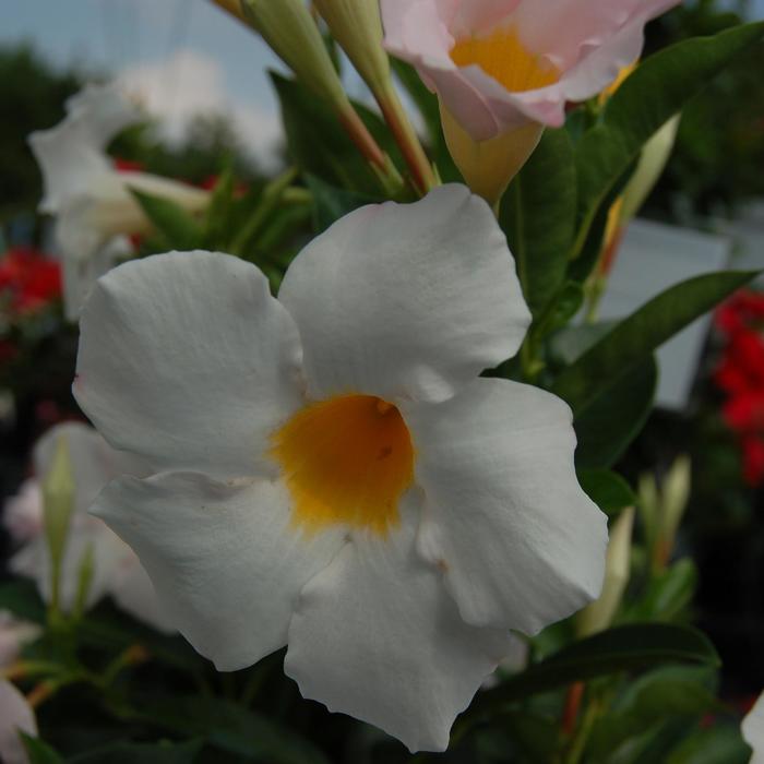 Sundenia® 'White' - Dipladenia () from Tidal Roots Garden Center Sundenia® 'White' - Dipladenia () from Tidal Roots Garden Center