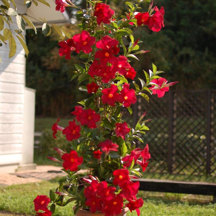 Sundenia® 'Red' - Dipladenia from Tidal Roots Garden Center Sundenia® 'Red' - Dipladenia from Tidal Roots Garden Center