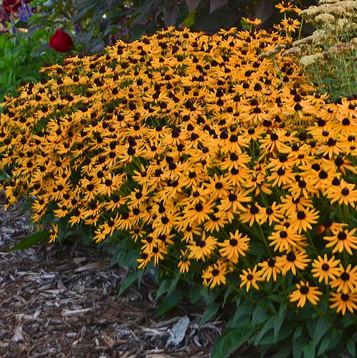'Little Goldstar' Dwarf Black-Eyed Susan - Rudbeckia fulgida var. sullivantii from Tidal Roots Garden Center 'Little Goldstar' Dwarf Black-Eyed Susan - Rudbeckia fulgida var. sullivantii from Tidal Roots Garden Center