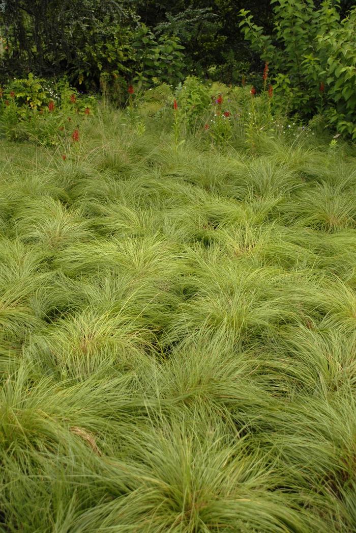 Prairie Dropseed - Sporobolus heterolepis from Tidal Roots Garden Center Prairie Dropseed - Sporobolus heterolepis from Tidal Roots Garden Center