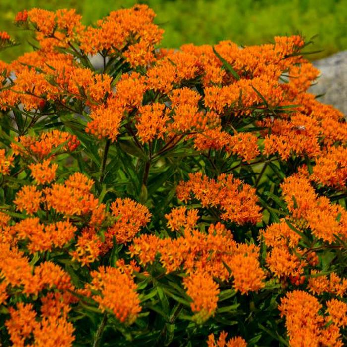 Butterfly Milkweed - Asclepias tuberosa from Tidal Roots Garden Center Butterfly Milkweed - Asclepias tuberosa from Tidal Roots Garden Center