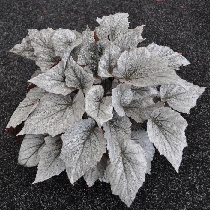 Shadow King® 'Cool White' - Begonia rex-cultorum (Rex Begonia) from Tidal Roots Garden Center Shadow King® 'Cool White' - Begonia rex-cultorum (Rex Begonia) from Tidal Roots Garden Center