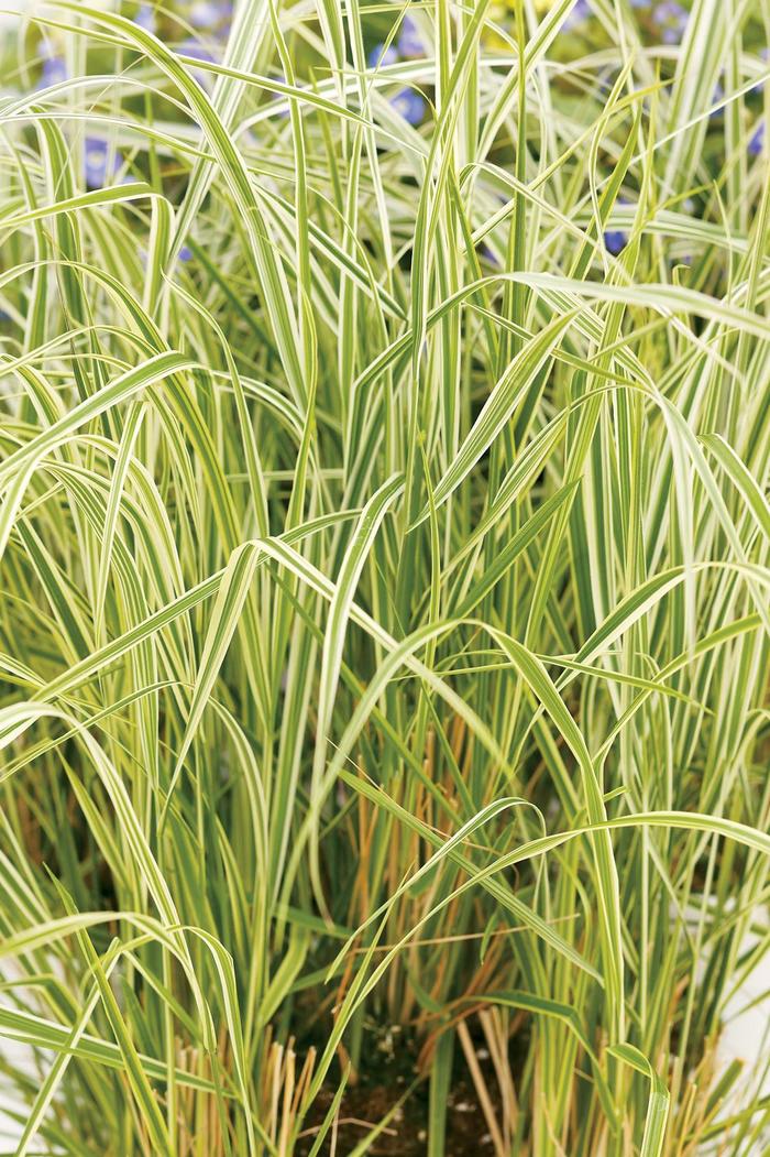 'Overdam' Variegated Feather Reed Grass - Calamagrostis acutiflora from Tidal Roots Garden Center 'Overdam' Variegated Feather Reed Grass - Calamagrostis acutiflora from Tidal Roots Garden Center