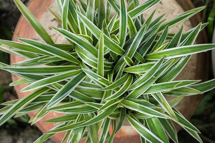 Spider Plant - Chlorophytum comosum from Tidal Roots Garden Center Spider Plant - Chlorophytum comosum from Tidal Roots Garden Center