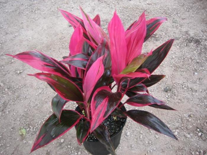 'Red Sister' Ti Plant - Cordyline fruticosa from Tidal Roots Garden Center 'Red Sister' Ti Plant - Cordyline fruticosa from Tidal Roots Garden Center