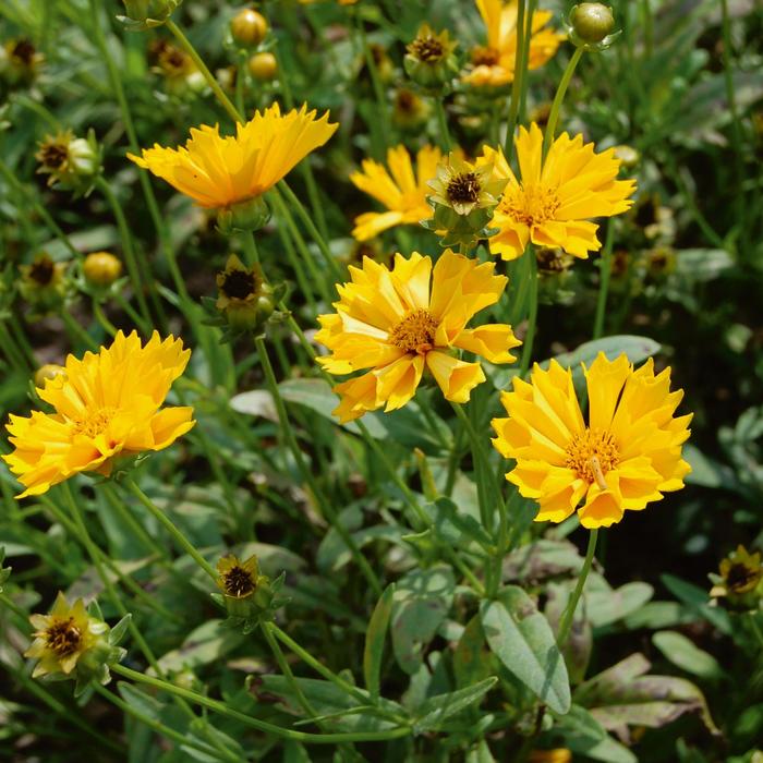 'Jethro Tull' Tickseed - Coreopsis grandiflora from Tidal Roots Garden Center 'Jethro Tull' Tickseed - Coreopsis grandiflora from Tidal Roots Garden Center