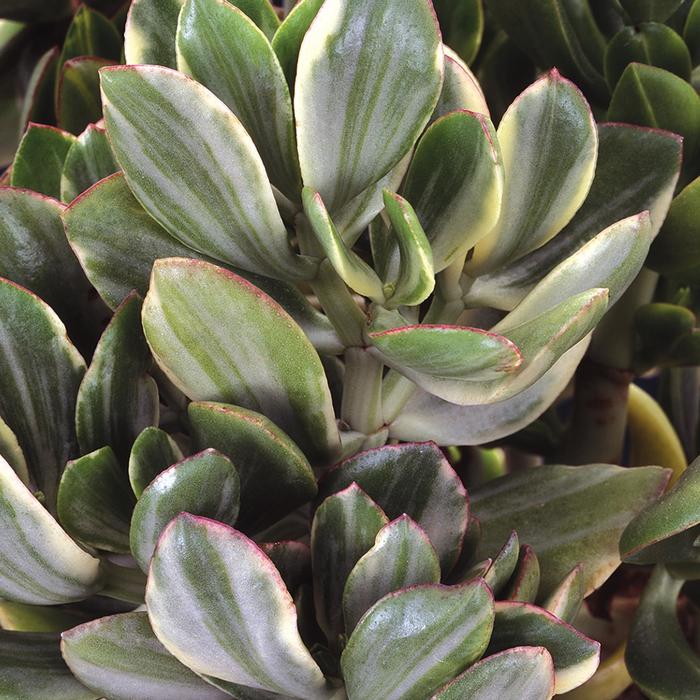 'Variegata' Jade Plant - Crassula ovata from Tidal Roots Garden Center 'Variegata' Jade Plant - Crassula ovata from Tidal Roots Garden Center