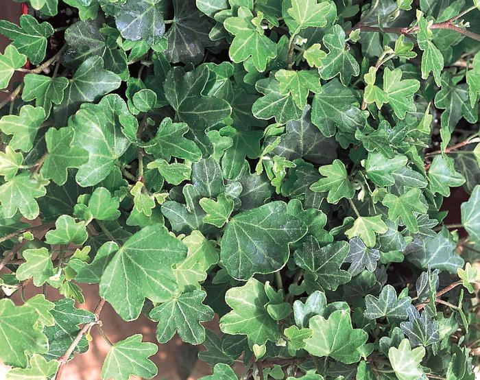 'Duckfoot' Ivy - Hedera helix from Tidal Roots Garden Center 'Duckfoot' Ivy - Hedera helix from Tidal Roots Garden Center