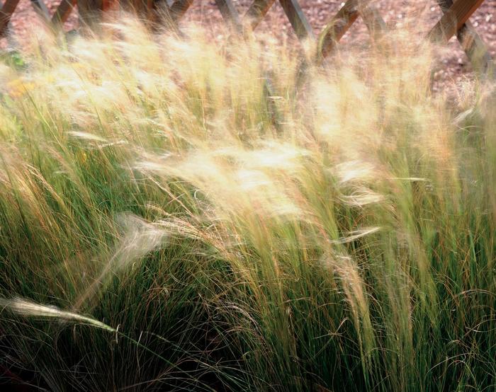 Mexican Feather Grass - Nassella tenuissima from Tidal Roots Garden Center Mexican Feather Grass - Nassella tenuissima from Tidal Roots Garden Center
