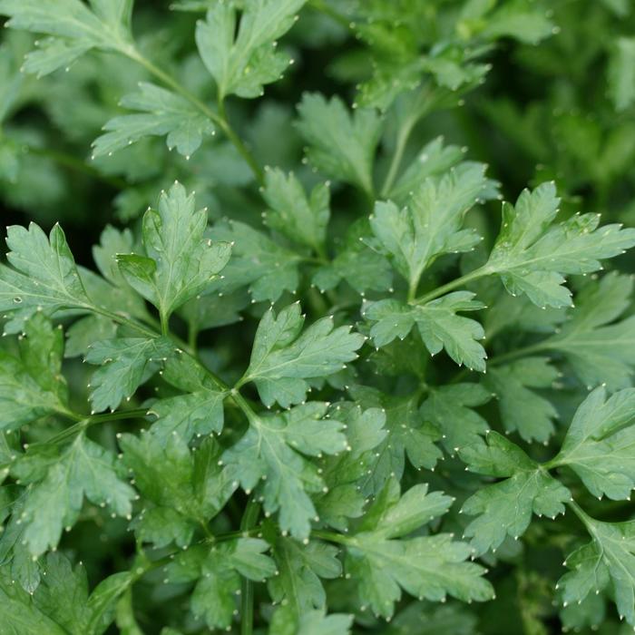 'Flat Italian' Parsley - Petroselinum neapolitanum from Tidal Roots Garden Center 'Flat Italian' Parsley - Petroselinum neapolitanum from Tidal Roots Garden Center